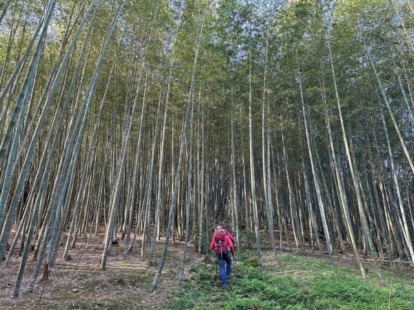 溪頭六連峰O繞2741753