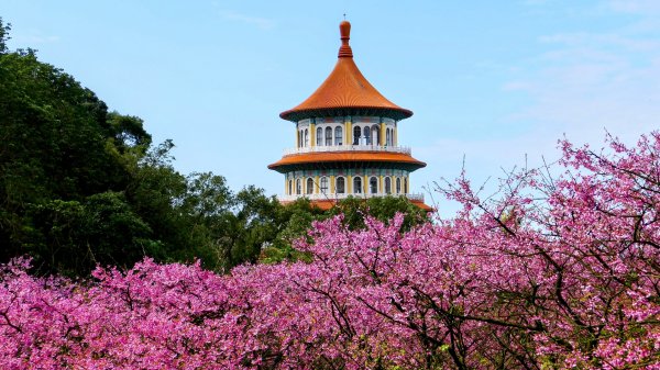 《蝶戀花·天元宮櫻吹雪》2707090