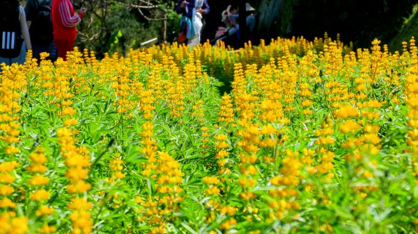 《踏莎行・貓空魯冰花》2710666