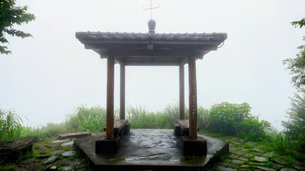 台灣藍鵲3074013