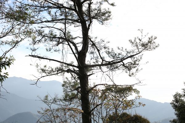 南投｜高峰山 有機段木菇農場110097