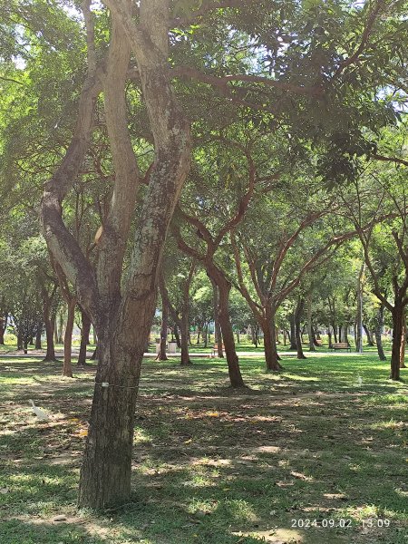 龍山河濱公園、大安森林公園、大港墘公園、花博公園圓山園區【走路趣尋寶】【臺北健走趣】2587911