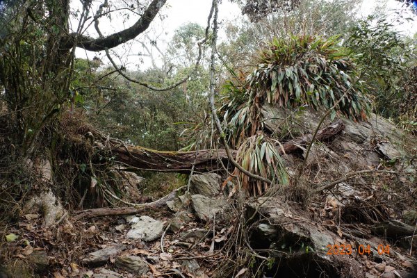 屏東 瑪家、泰武 真笠山、鱈葉根山、日湯真山2103132