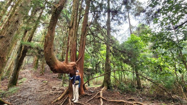 【中級山】五星級步道，谷關七雄馬崙山（八壯士進，斯可巴出）2744979