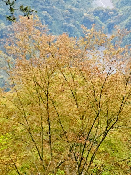 藤枝山-小百岳#68-高雄市桃源區2750328