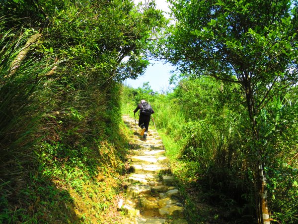 搭著捷運去旅行-白石湖賞花輕旅行610434