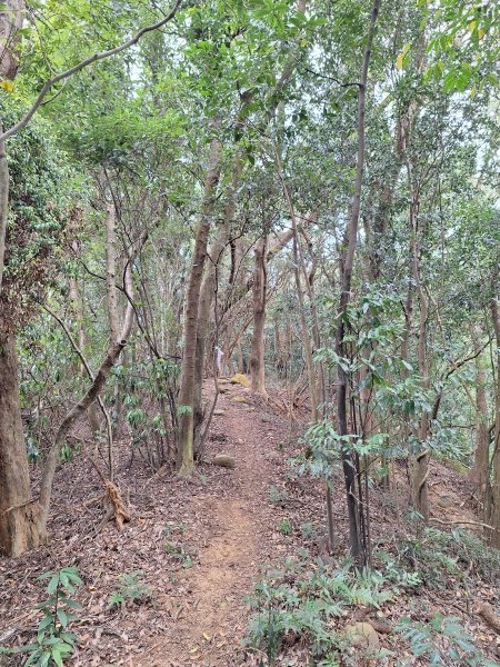 三段崎古道202401222696410