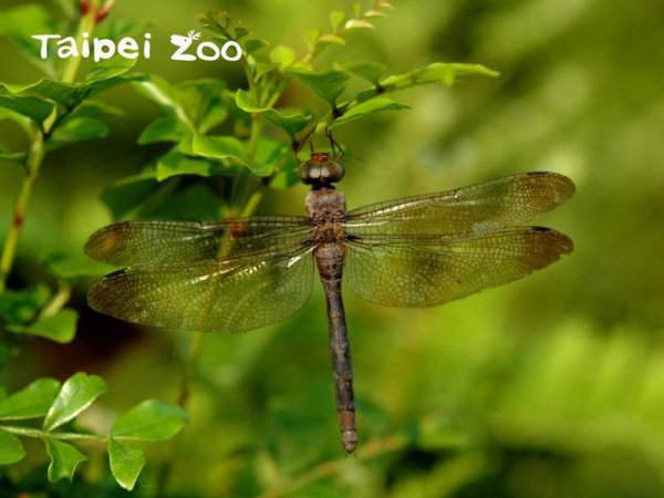 【昆蟲】「灰影蜻蜓」現蹤 北市動物園記錄87種蜻蜓