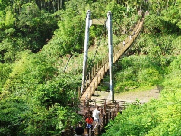 【新聞】等疫情過去...揹起背包起步行！穿梭竹林賞雲海