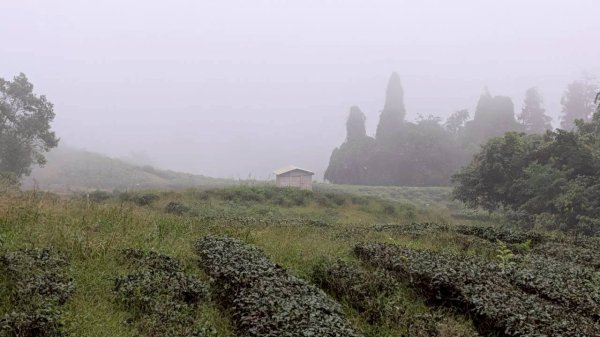 貓囒山步道2928508