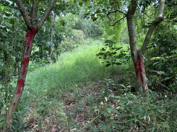 20250906台南口埤山(口碑山)2881407