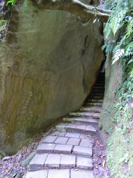 城市裡就能感受山林綠意~象山親山步道778680