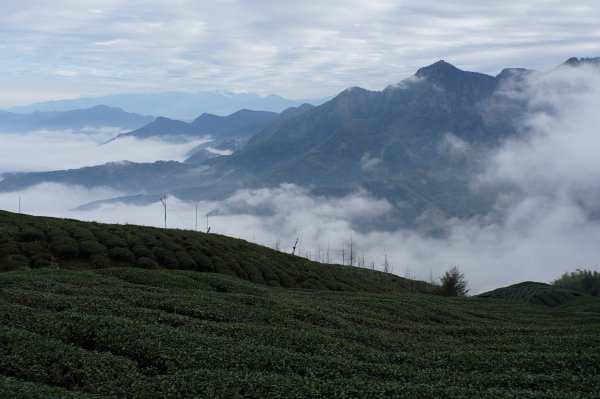 南投 鹿谷 大崙頭山、貓冬望山、樟空倫山、志騰山、竹崙山2993355