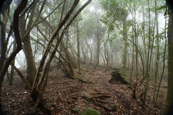 台中 和平 南松鶴山、八仙山、東松鶴山2877993