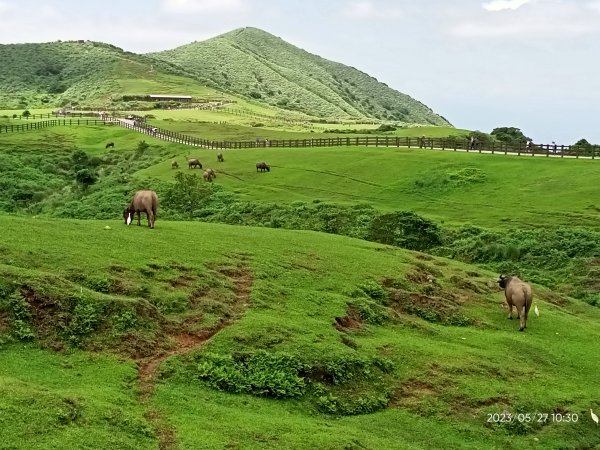 【臺北大縱走 3+4】擎天崗→石梯嶺→頂山→風櫃口→天溪園→聖人橋【走遍陽明山】2167107