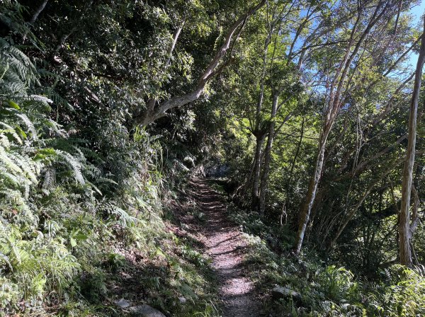 [玉山尋寶任務-03/12] 2025_0810 瓦拉米步道2857546