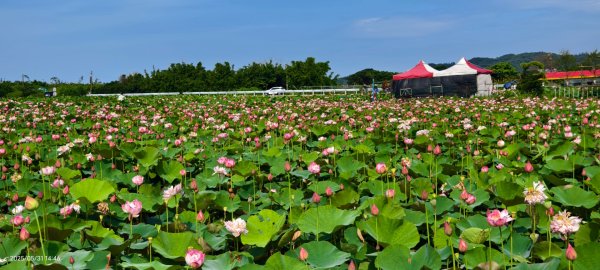金山清水濕地 5/31 #牡丹蓮 #香水蓮2799967