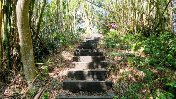 《蝶戀花。酸藤一生》2723350