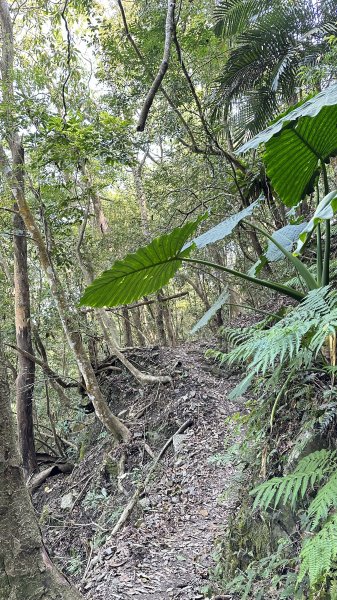 崩潰陡上的水雲三星～鳥嘴山（上島山）2095271