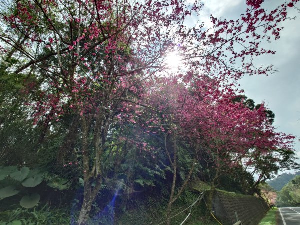 拳頭姆自然步道3007186