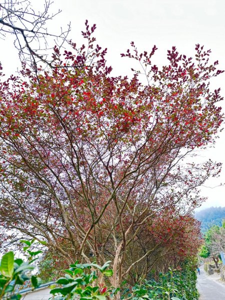 馬那邦山O走2370169