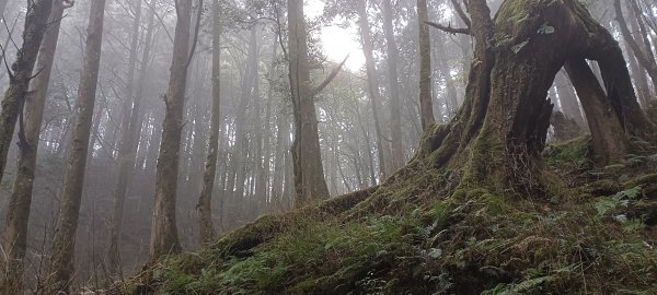 20231202_八仙山主峰步道+佳保台山2366001