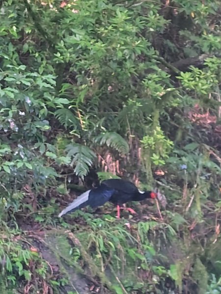 稍來小雪山國家步道、船型山、鞍馬山、鞍馬山東北峰、天池、雪山神木2799664