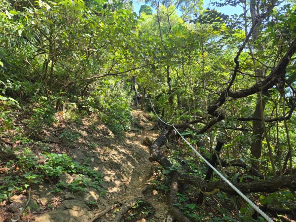 鶯歌石步道、孫龍步道O型3130108
