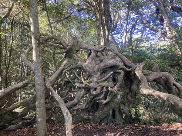 114.11.16 北得拉曼追黃金山毛櫸2937885