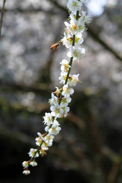 【南投~信義 】  烏松崙賞梅1254485