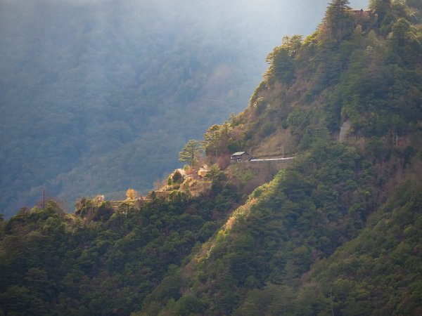 [新竹]司馬庫斯神木步道527195