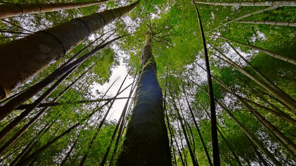 留龍頭 嶺頭山 金柑樹山 忘憂森林 我想抓住您的美2092102