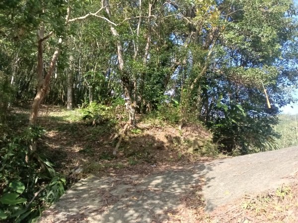 雙溪區東內平林山+上平林山+平林山去回2952467