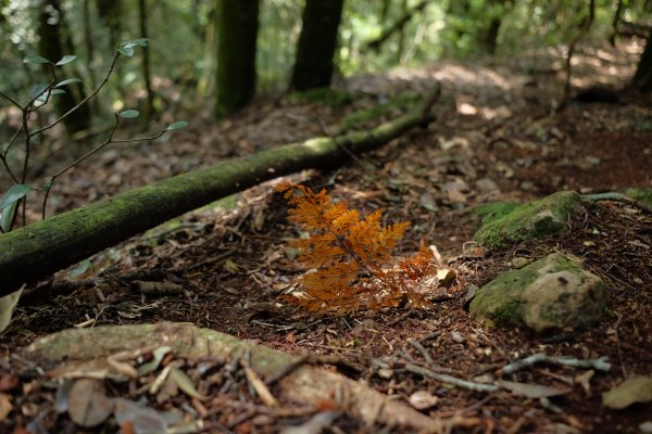 苗栗南庄鄉 二訪加里山 ‧ 2025春 哈加2753390