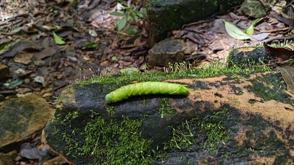 楊廷理古道2814612