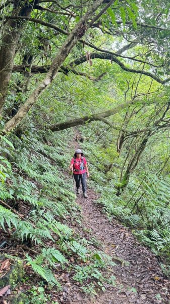 烏窟子山、獵貍尖山、黃櫸皮寮山、翡翠之眼O走2809867