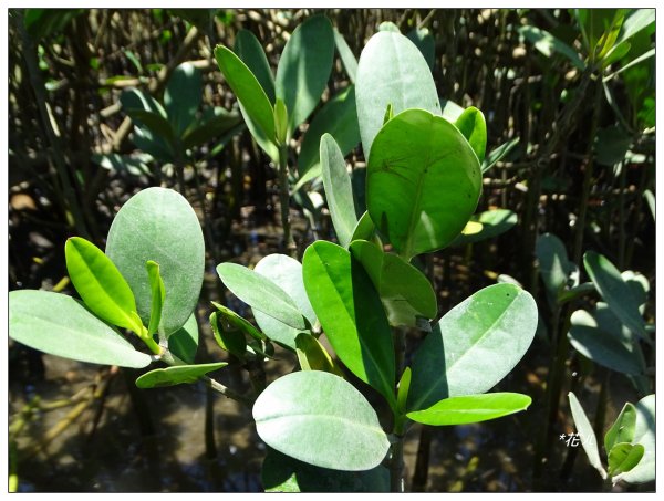 新豐紅樹林木棧步道2707065