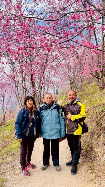 🌈2/19（四）-20（五）司馬庫斯櫻花季2日✨FB：熊熊趴爬走 🌈3004405