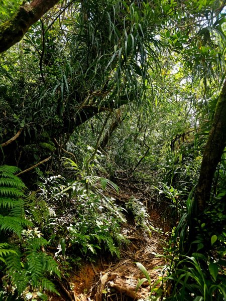 紅頭山-小百岳#97-台東縣蘭嶼鄉2901062