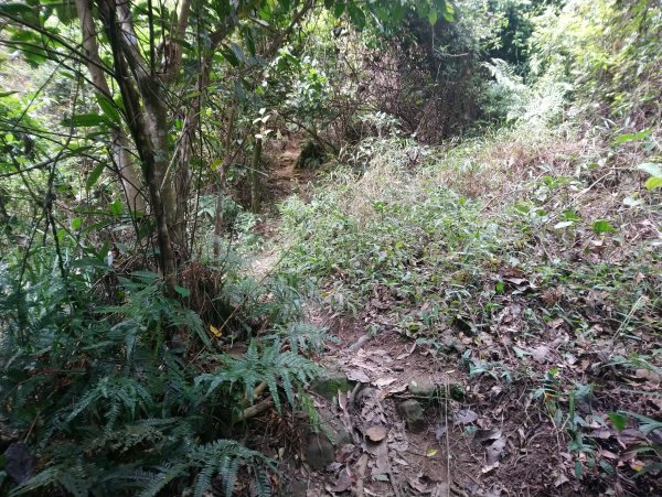 暗影山 小百岳 三等三角點4181690855