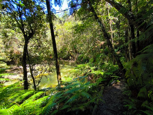 2024-08-22 澀水森林步道2578436