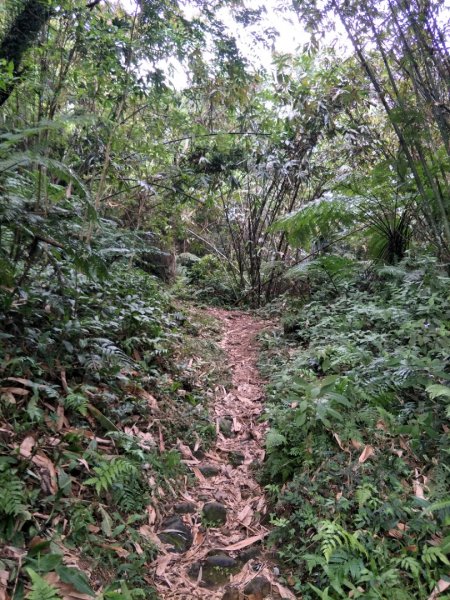 小百岳:溪洲山&新溪洲山1520370