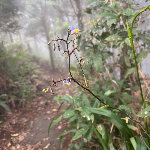 20250421_向天湖山步道（苗栗小百岳）2855824