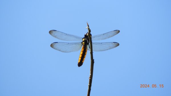 雲山水花鳥蝶-天龍國阿伯的日常5/152503277