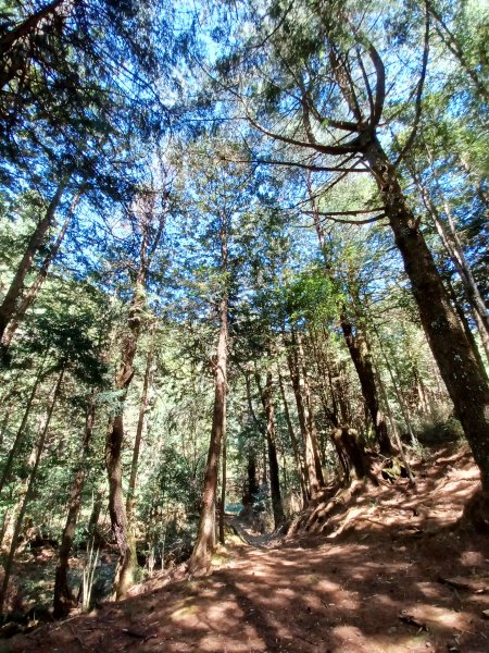 【台中和平】雪山神木步道x小雪山天池步道2933121