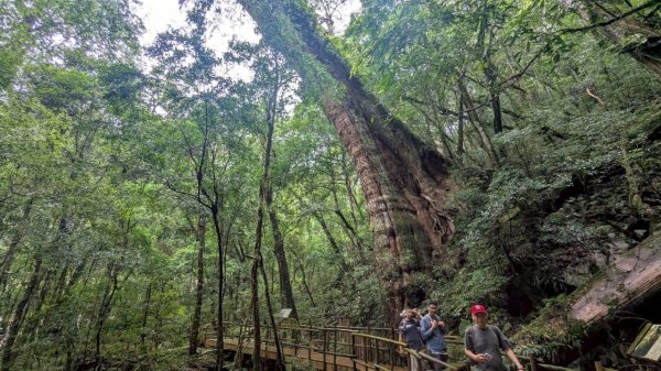 司馬庫斯巨木步道2861090