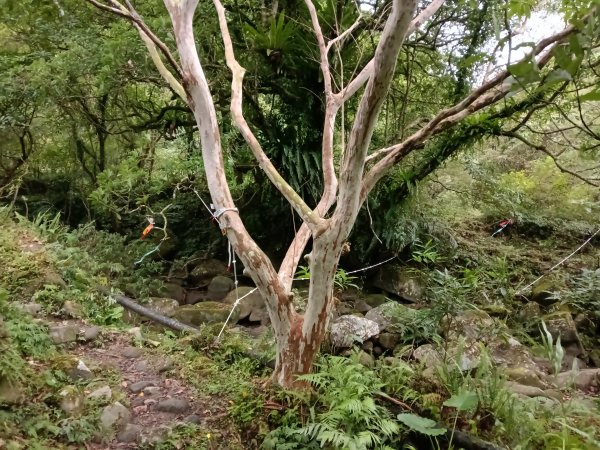 雙溪區中坑古道西線+中坑西山+內盤山土地公廟+中坑古道P字走2895320