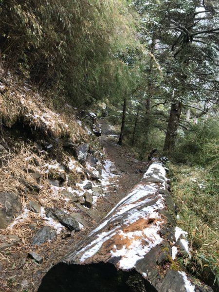 塔塔加-排雲山莊。驚喜滿分的糖霜雪景1565801