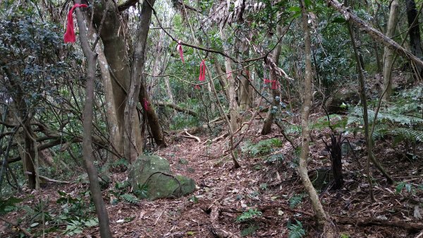 ✅橫斷第四段/橫斷東線-興福寮新稜山徑至向天山南峰 (更新路條112.全段修徑開通)2382470