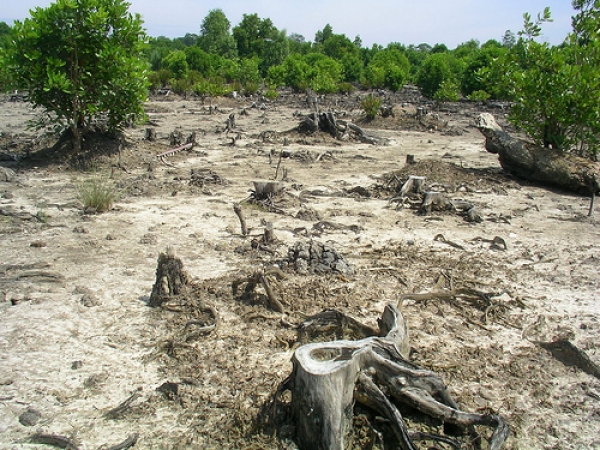 【新聞】印尼擁全球最大片紅樹林 被破壞的速度也最快